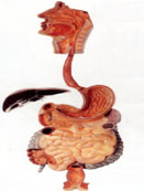 Mô hình hệ tiêu hoá